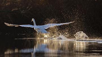 Swan taking off from river