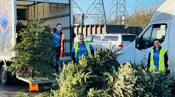 Volunteers collecting real Christmas trees